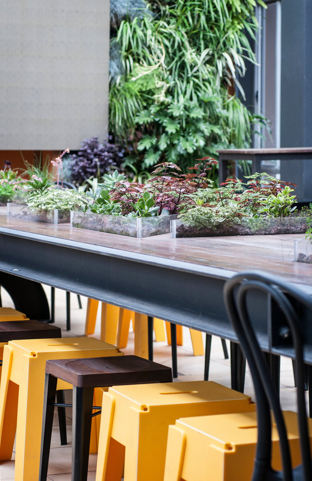 The Hilton Hotel, 1000 Chairs, Adelaide