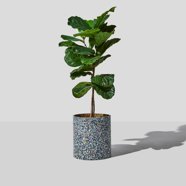 Confetti Planter